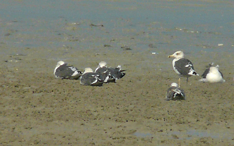Heuglin's Gulls, Kuwait, December 2013