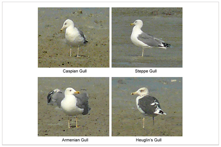 Caspian, Steppe, Armenian and Heuglin's Gulls