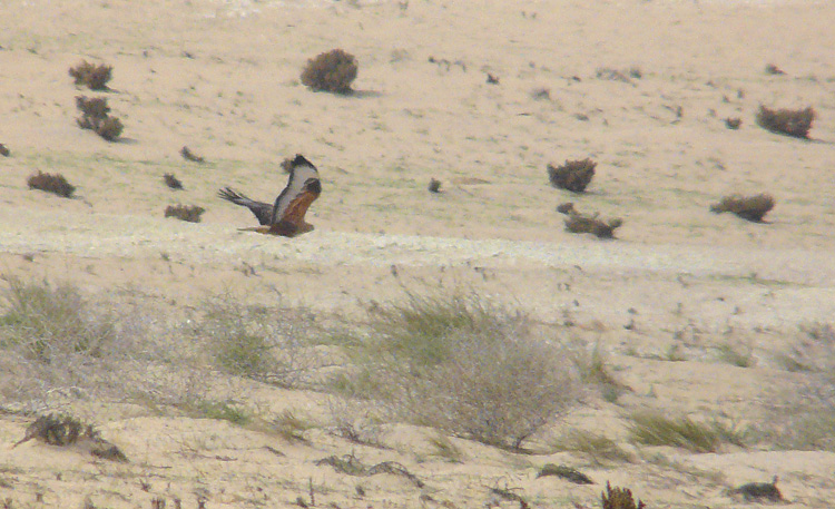 Long-legged Buzzard, Kuwait, December 2013