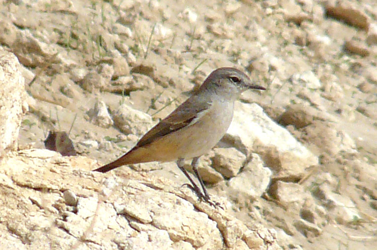 Red-tailed Wheatear, Kuwait, December 2013