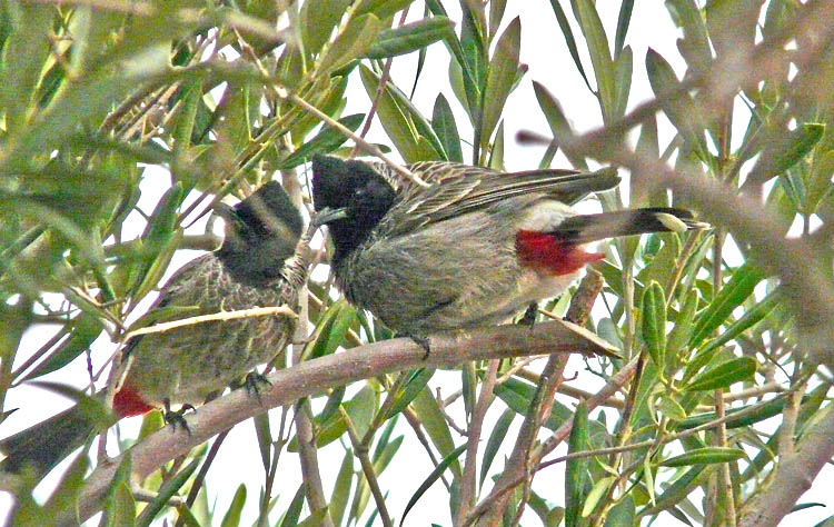 Red-vented Bulbul, Kuwait, December 2013