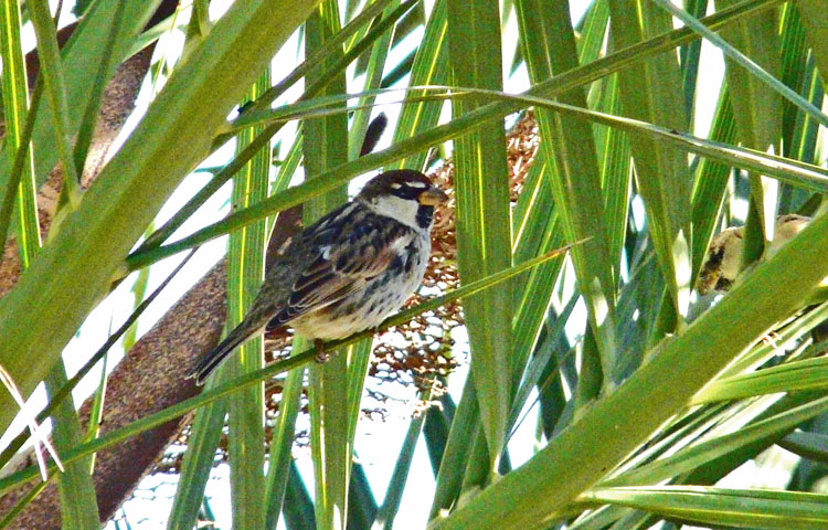 Spanish Sparrow, Kuwait, December 2013