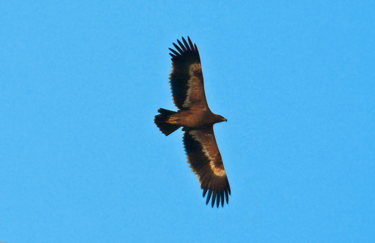 Steppe Eagle, Kuwait, December 2013