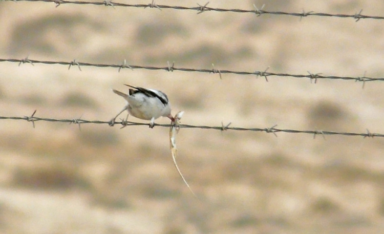 Steppe Grey Shrike, Kuwait, December 2013