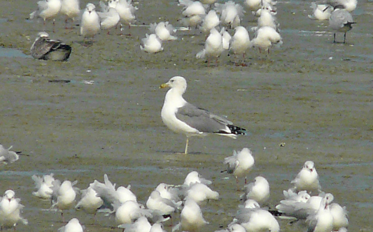 Steppe Gulls, Kuwait, December 2013