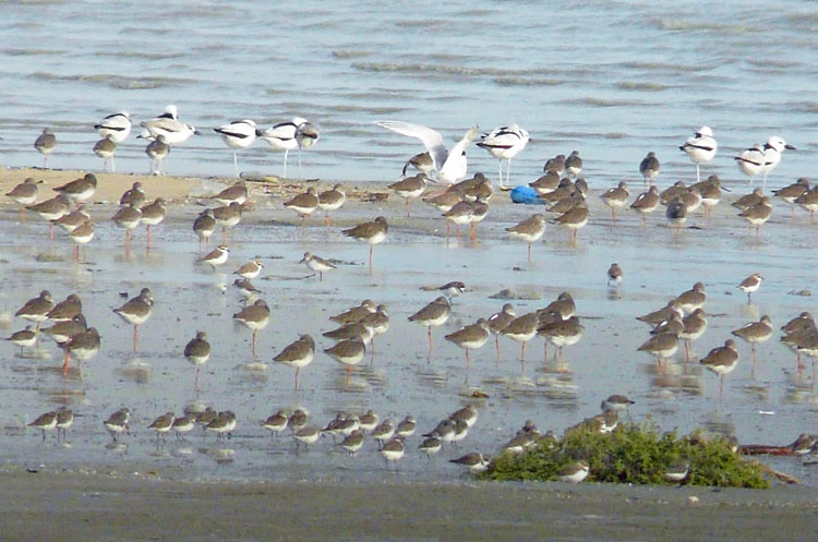 Shorebirds at Sulaybikhat Bay