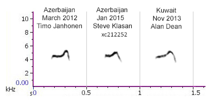 Calls of Chiffchaffs in Azerbaijan and Kuwait