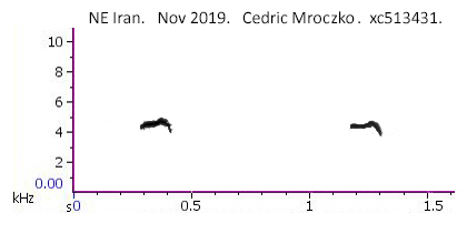 Calls of Chiffchaff in NE Iran, recorded by C. Mrozko