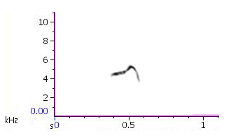 Sonogram of Chiffchaff call from Kuwait