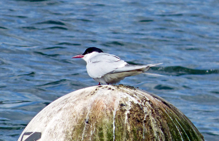 Arctic Tern, West Midlands, April 2023