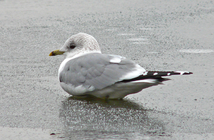 Common Gull, West Midlands, January 2013