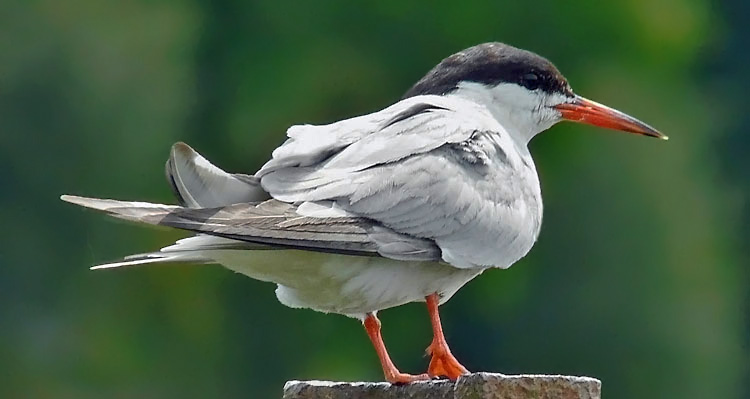 Common Tern, Warks, August 2008