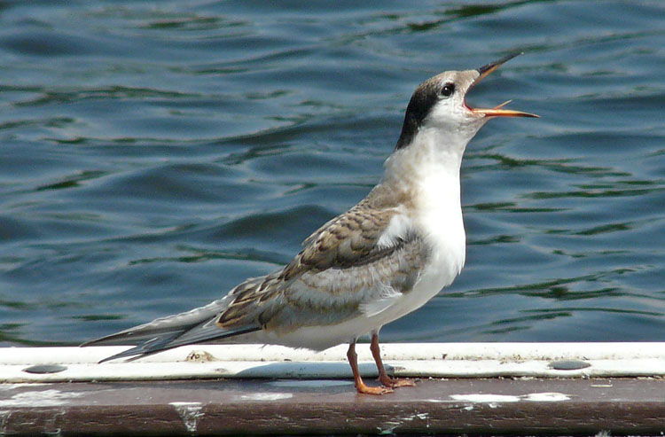 Common Tern, juvenile, WMids, July 2013