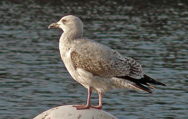 Herring Gull, 3cy, West Midlands, January 2013