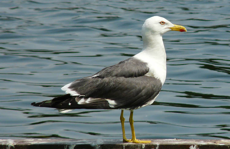 Lesser Black-backed Gull, West Midlands, July 2008