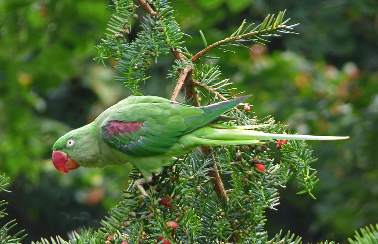 Alexandrine Parakeet, female, WMids, August 2024