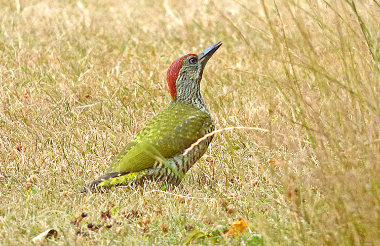 Green Woodpecker, juv, WMids, July 2022