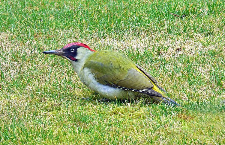 Green Woodpecker, adult, WMids, Feb 2017