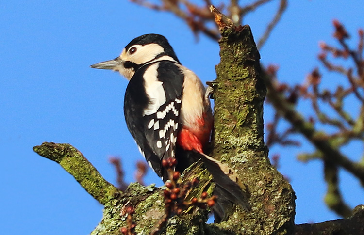 Great Spotted Woodpecker, WMids, Jan 2018
