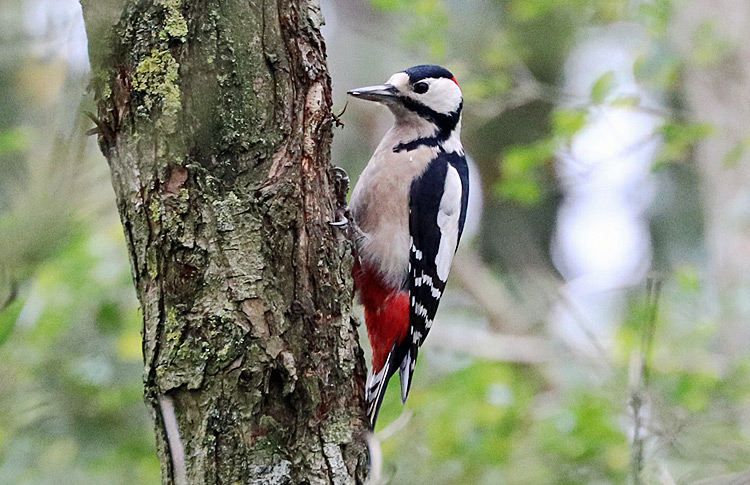 Great Spotted Woodpecker, Warks, Oct 2017