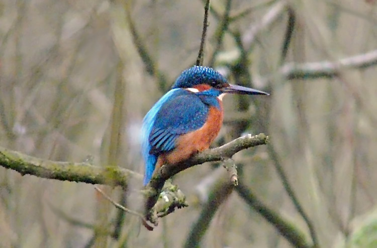 Kingfisher, West Midlands, December 2012