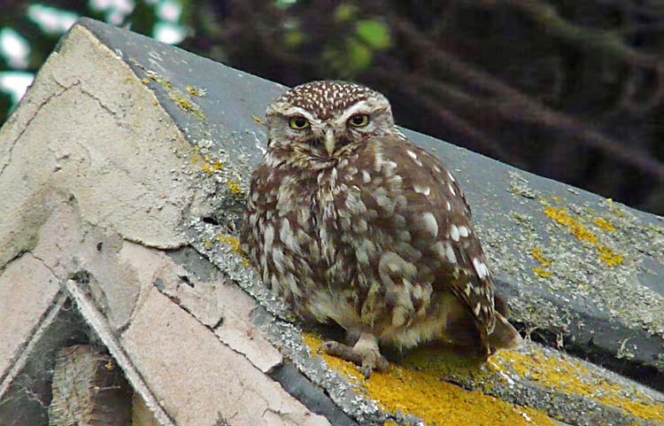 Little Owl, Warks, June 2011