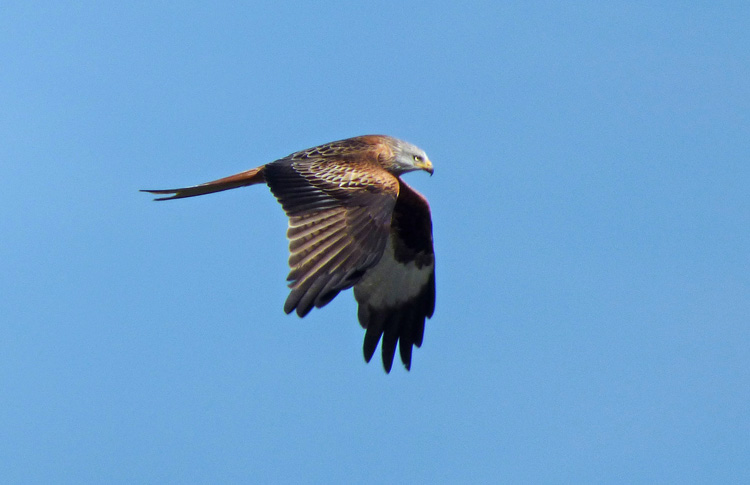 Red Kite, West Midlands, March 2026