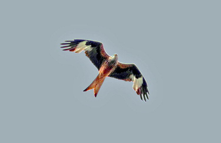 Red Kite, West Midlands, May 2023