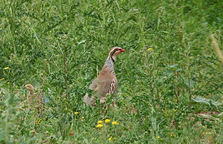 Red-legged Partridge, ad and juv, WMids, July 2022