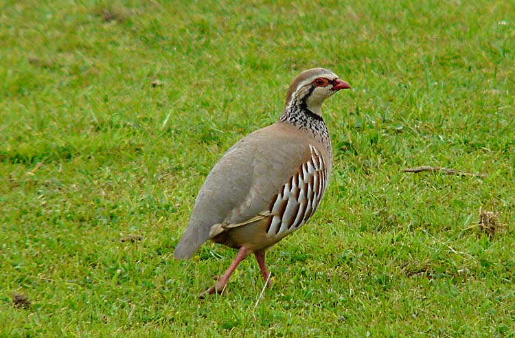 Red-legged Partridge, Warks, May 2010