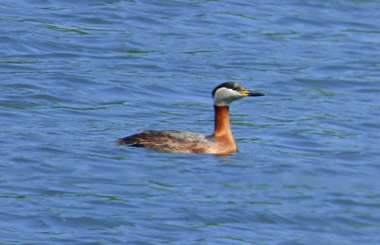 Red-necked Grebe, West Midlands, May 2017