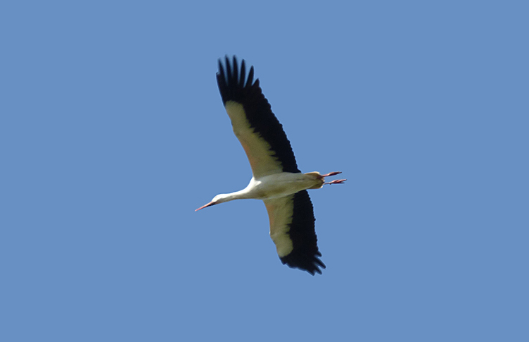 White Stork, Warks, April 2024