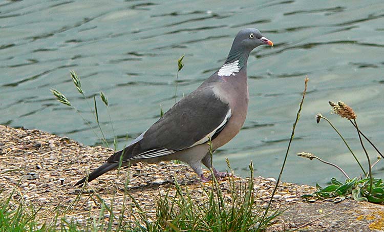 Wood Pigeon, Warks, June 2007