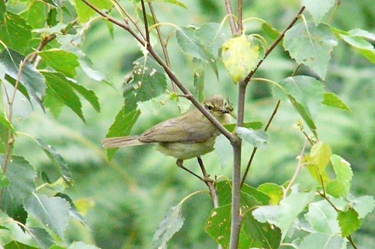 Chiffchaff, Warks, July 2011