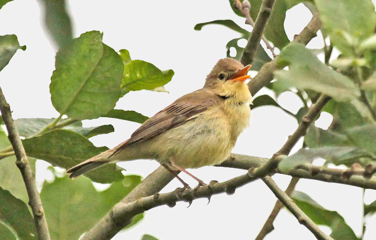 Melodious Warbler, West Midlands, June 2015 (M. Priest)