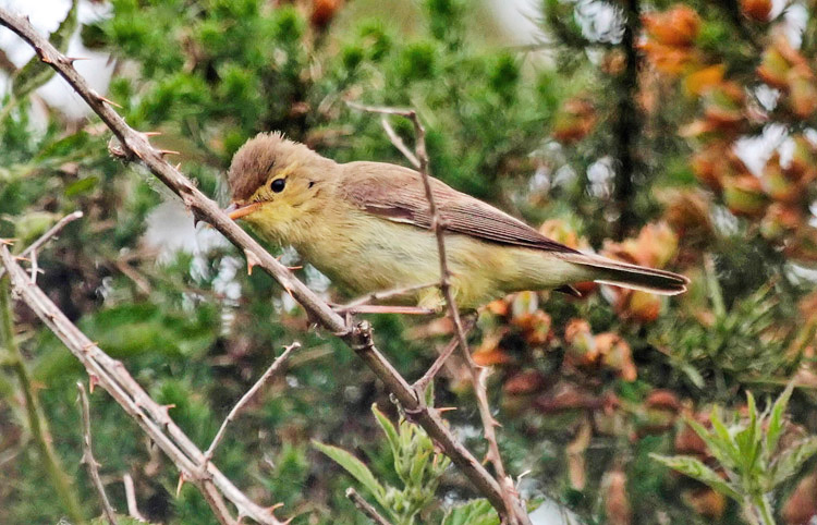 Melodious Warbler, West Midlands, June 2015 (M. Priest)