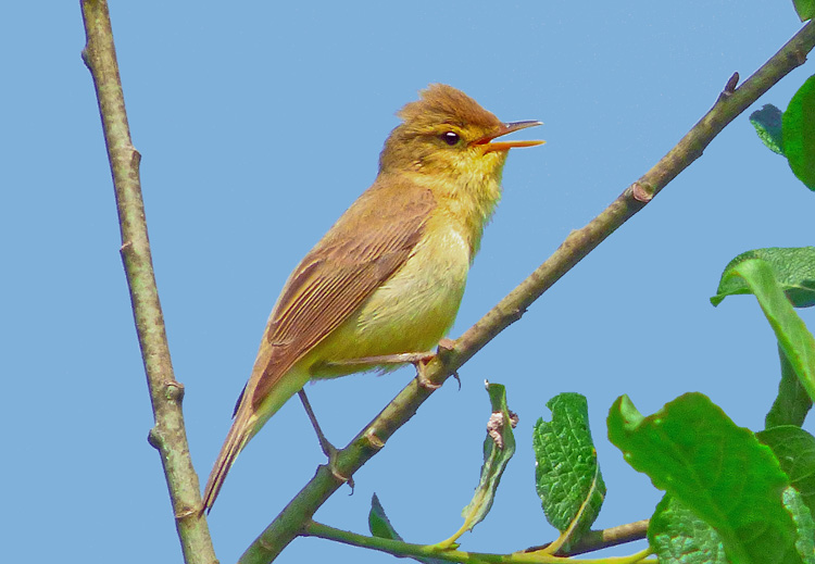 Melodious Warbler, West Midlands, June 2015