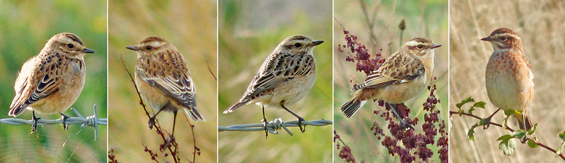 Comparison of five Whinchats