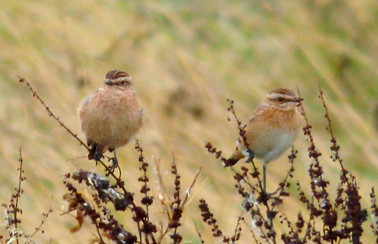 Whinchats, Sept 2016