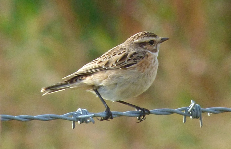 Whinchat, West Midlands, Sept 2016