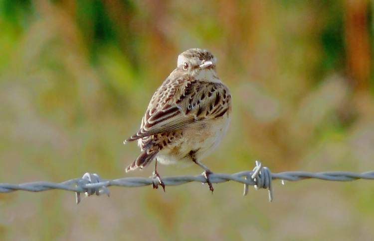 Whinchat, West Midlands, Sept 2016