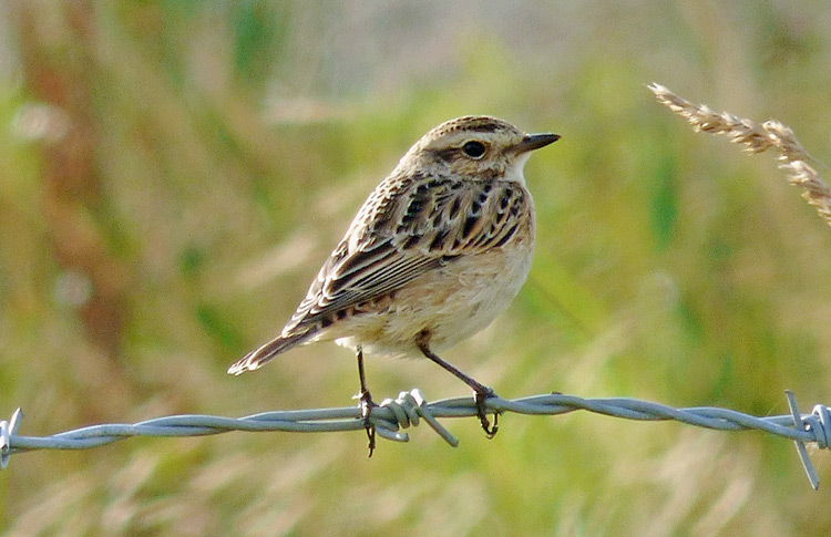 Whinchat, West Midlands, Sept 2016