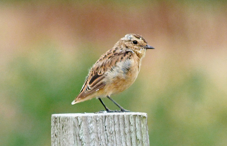 Whinchat in moult, West Midlands, August 2016