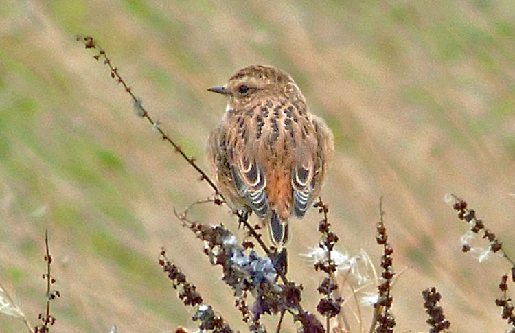 Whinchat in moult, West Midlands, Sept 2016