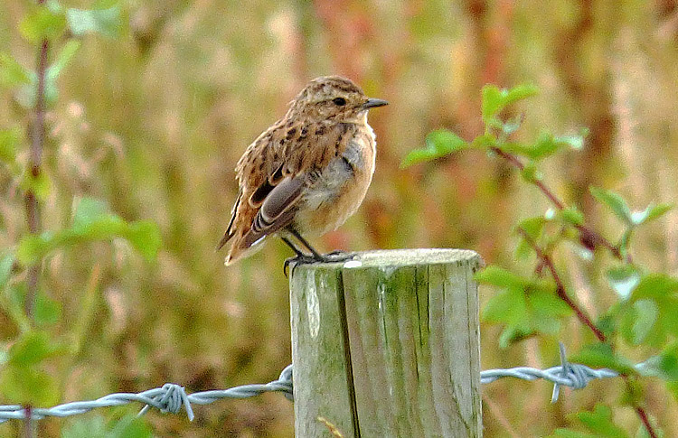 Whinchat in moult, West Midlands, August 2016