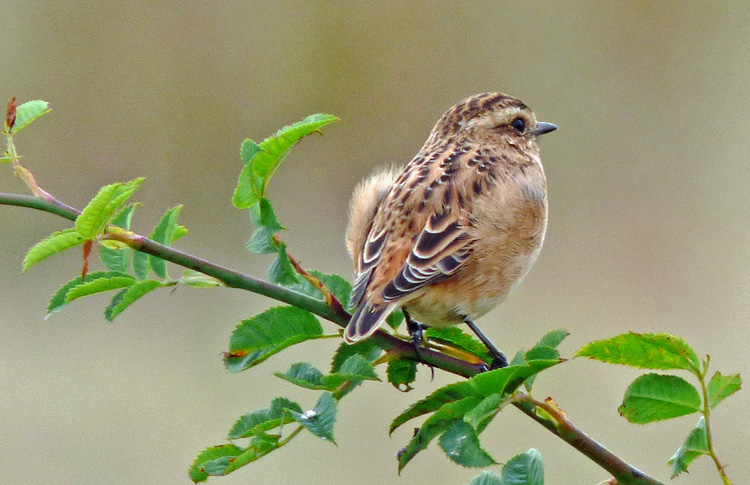 Whinchat, West Midlands, Sept 2016