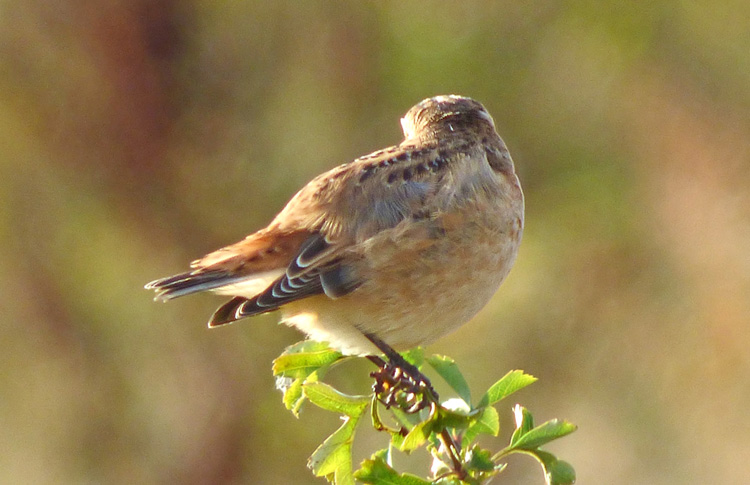 Whinchat in moult, West Midlands, Sept 2016