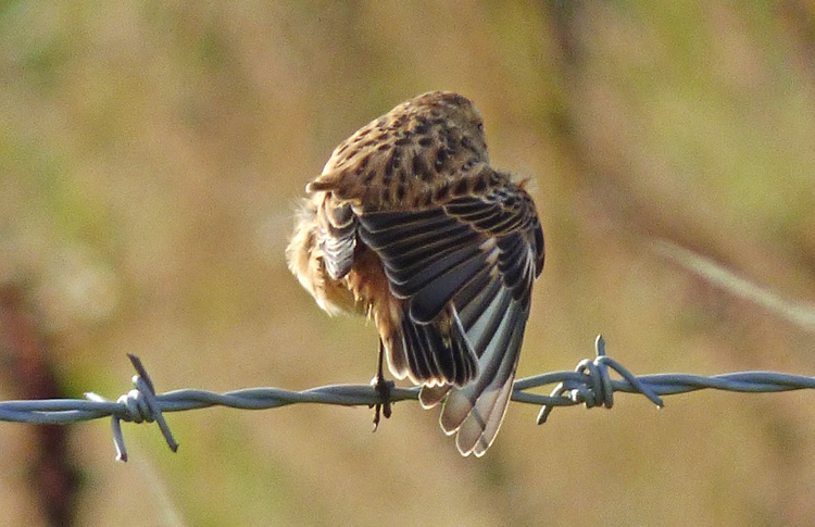 Whinchat in moult, West Midlands, Sept 2016