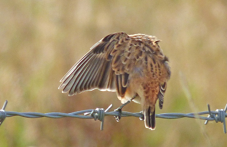 Whinchat in moult, West Midlands, Sept 2016