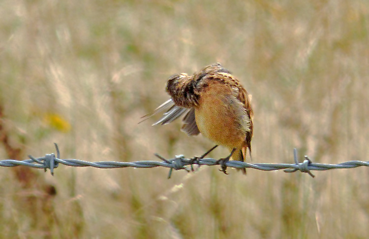 Whinchat in moult, West Midlands, August 2016